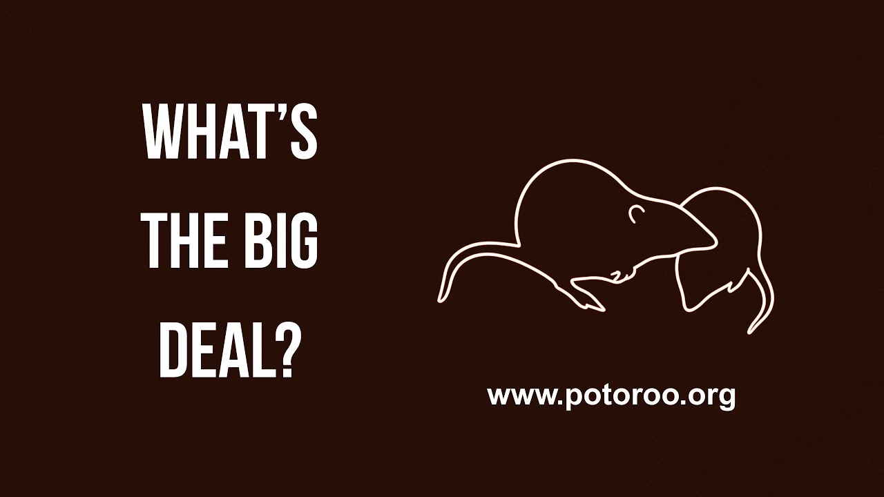 What&rsquo;s the Big Deal? | Gilbert&rsquo;s Potoroo - Chapter III