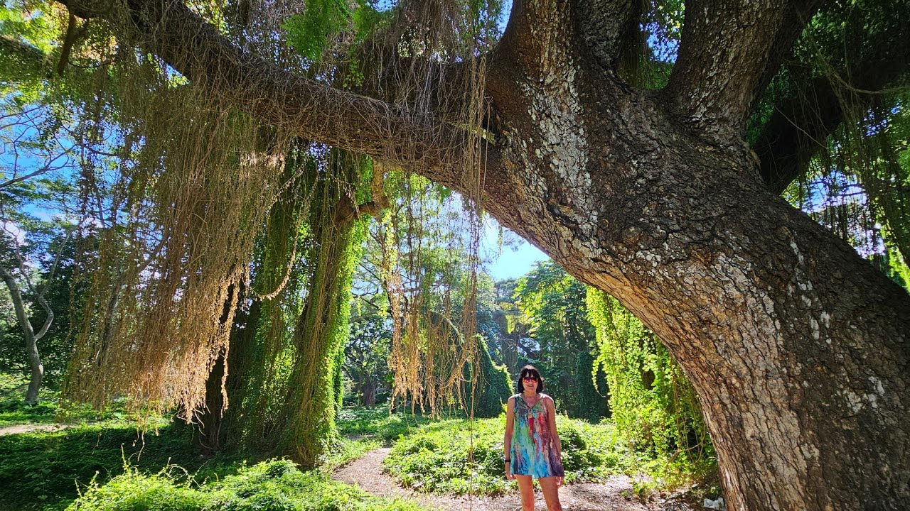 CUBA - A walk in Almendares Park, Havana  January 2024