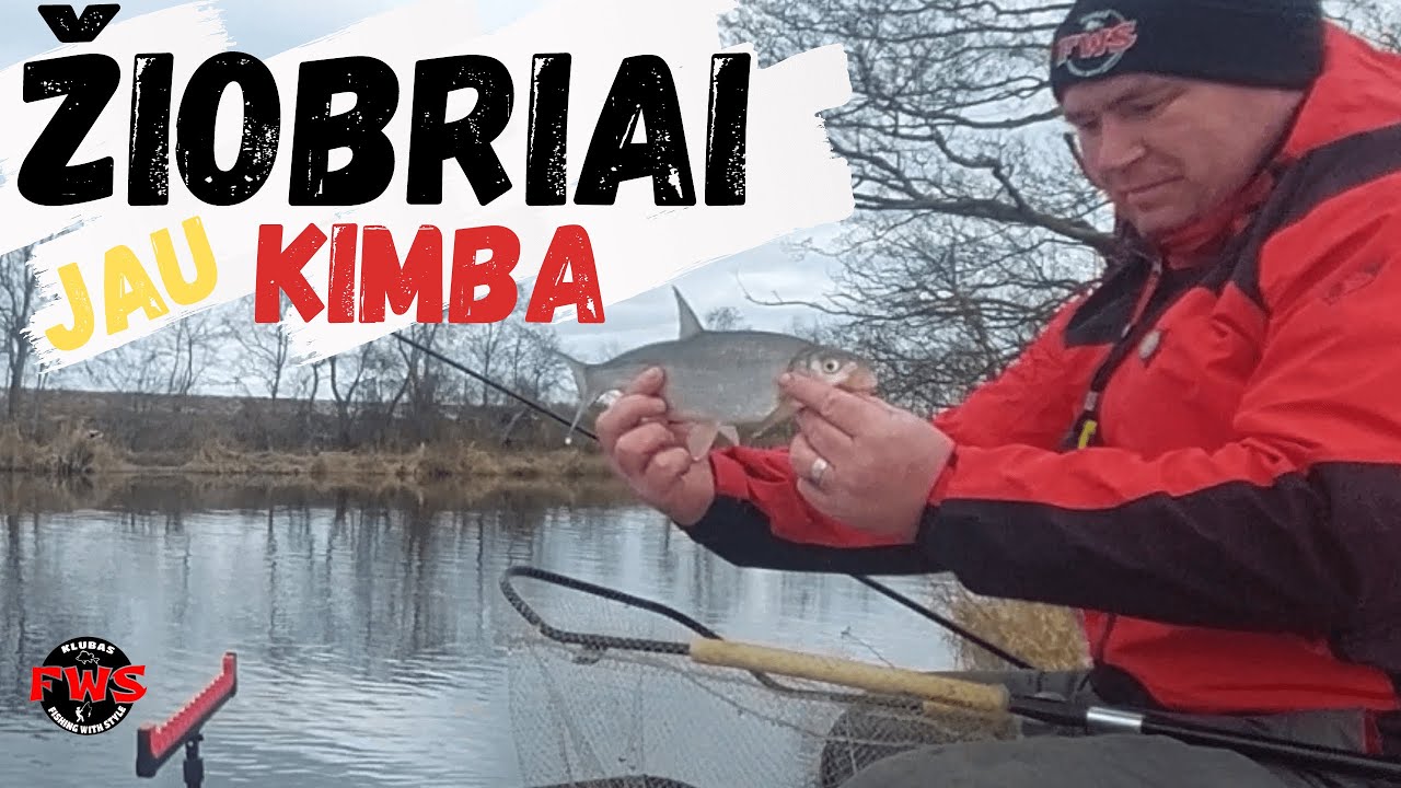 Žiobriai jau kimba Minijoje 2023