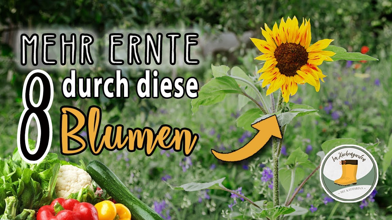 💡✅ JETZT aussäen! - Meine Blumentipps🌻 gegen Schnecken, Kohlweißling, Braunfäule, Mehltau und Co.