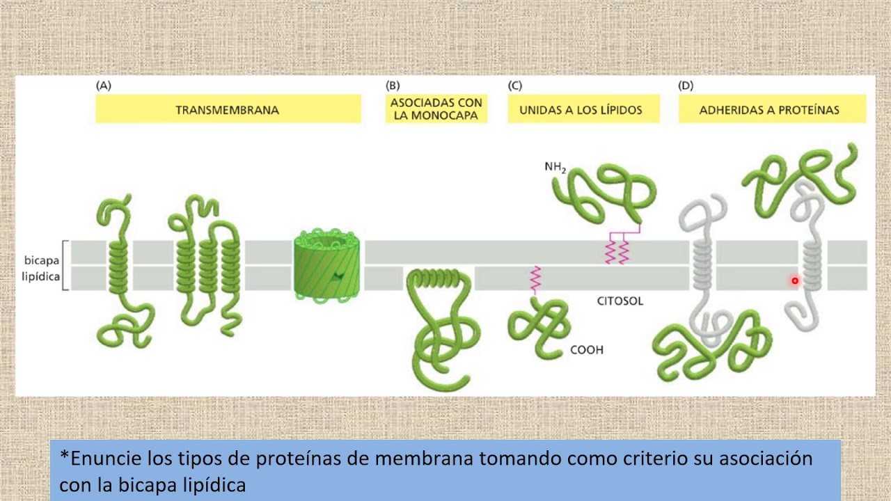 21  Membranas biológicas - Proteínas de membrana
