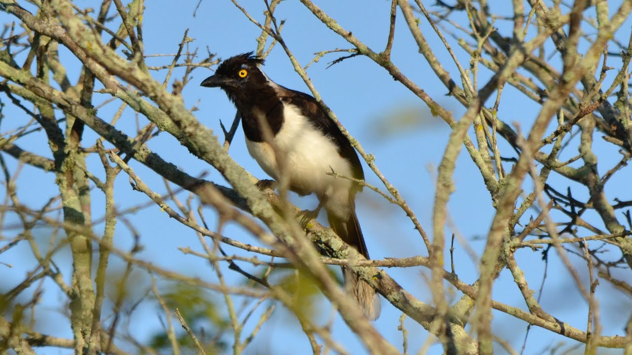 Bando de Cancão cantando na Caatinga