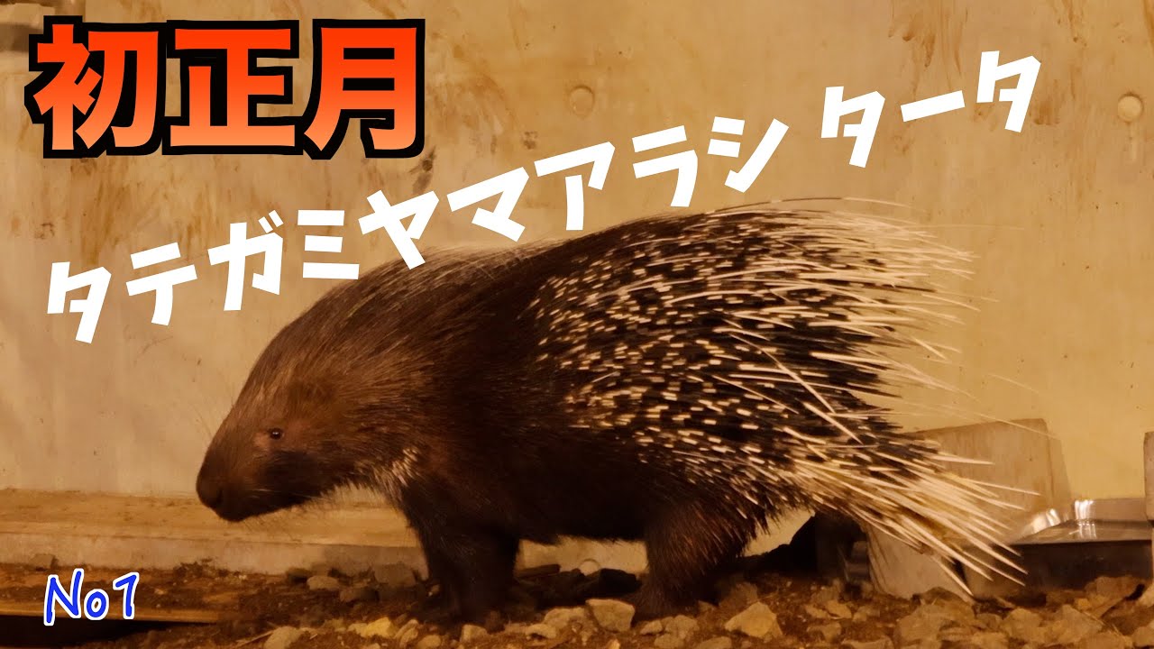 タテガミヤマアラシのタータの初正月　円山動物園　Tata the Crested Porcupine's First New Year