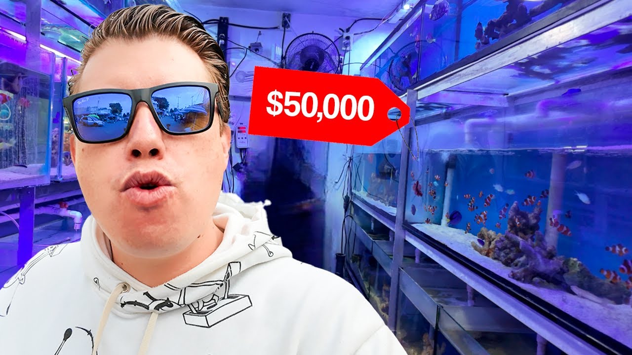 Cuanto cuesta armar un ACUARIO MARINO en el mercado de los peces