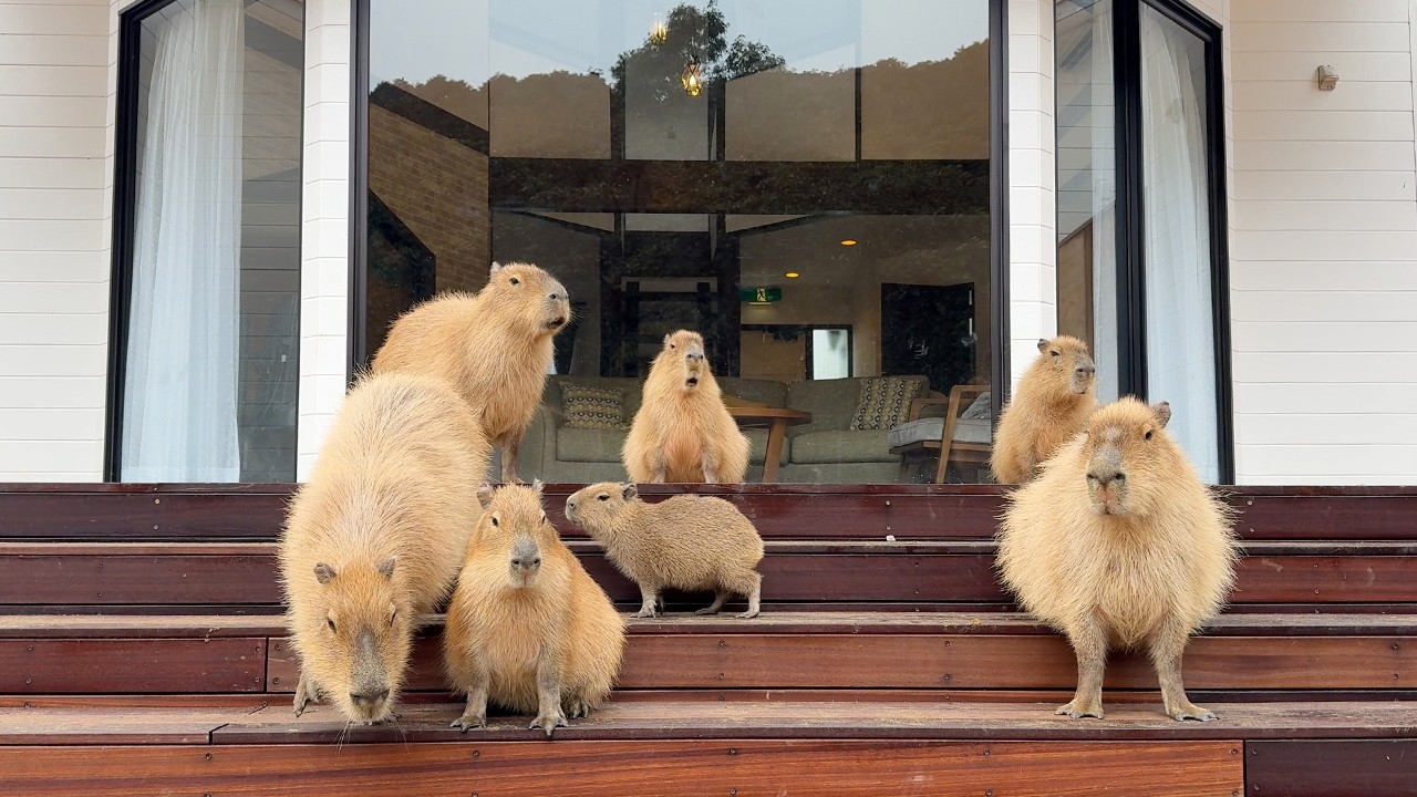 Детёныши капибары!? Проживание в японском курортном отеле капибар! | Izu Animal Villa