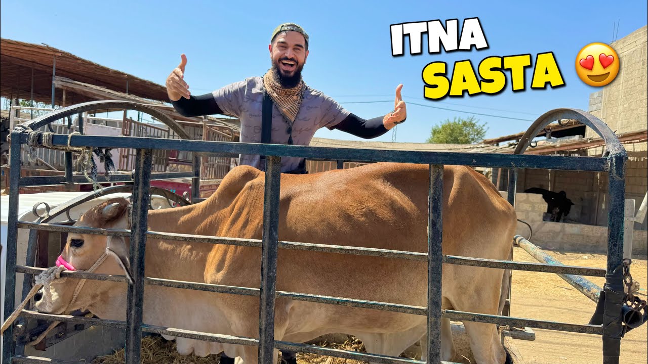 Boht sasta janwar mil gaya aaj 🐂 Muhabbat mein soda hogaya 🥰