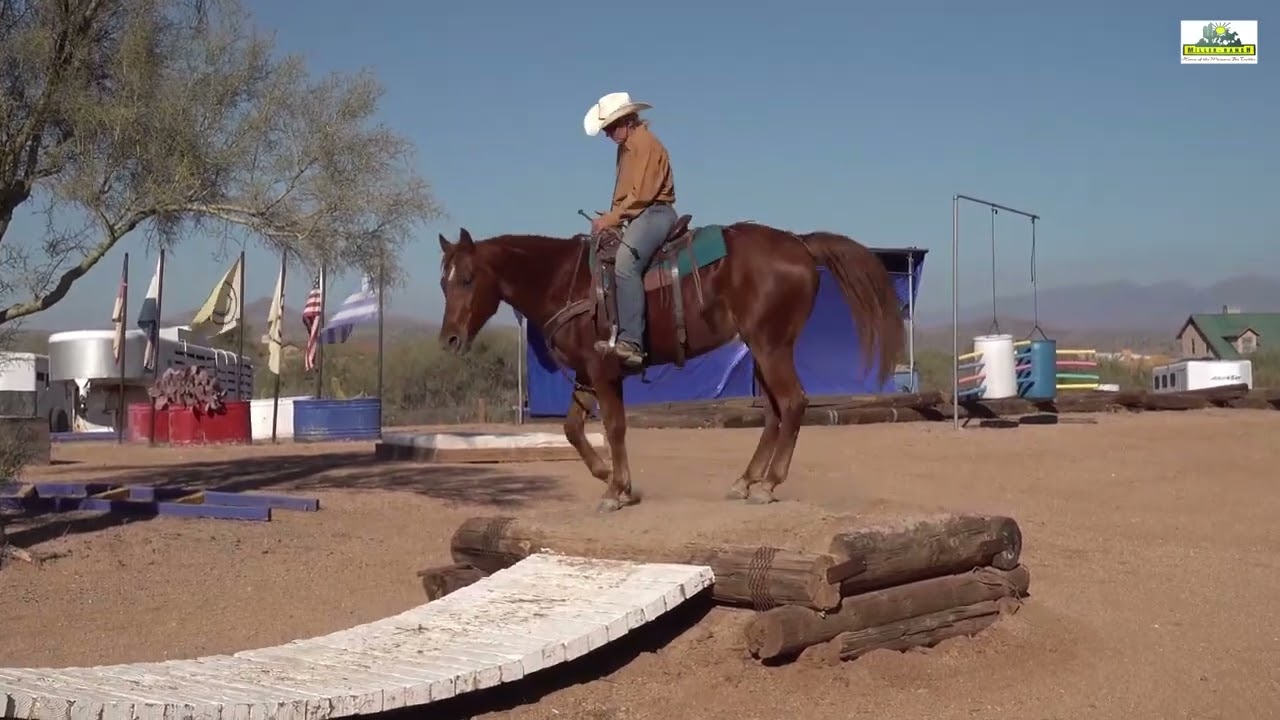 Fred Astaire M.R. Missouri Foxtrotter Miller-Ranch Trail Horse 2023