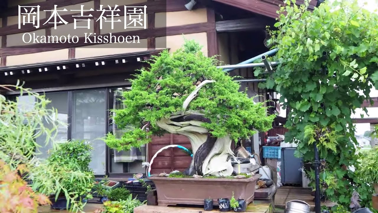 吉祥園 名古屋の名門 [盆栽園探訪 4K]