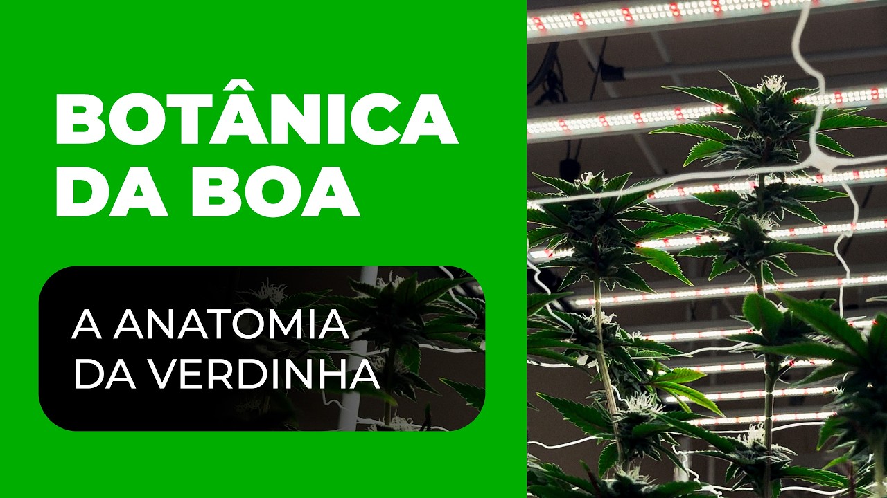 Anatomia e Bot&acirc;nica da Cannabis: Caule, Folha, Flor, Tricoma e Muito Mais!