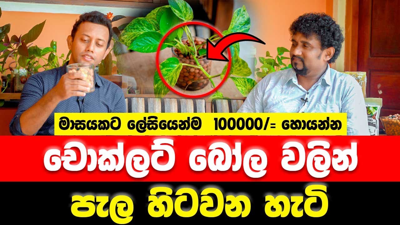 චොක්ලට් බෝල වලින් පැල හිටවන හැටි | MY TV SRI LANKA