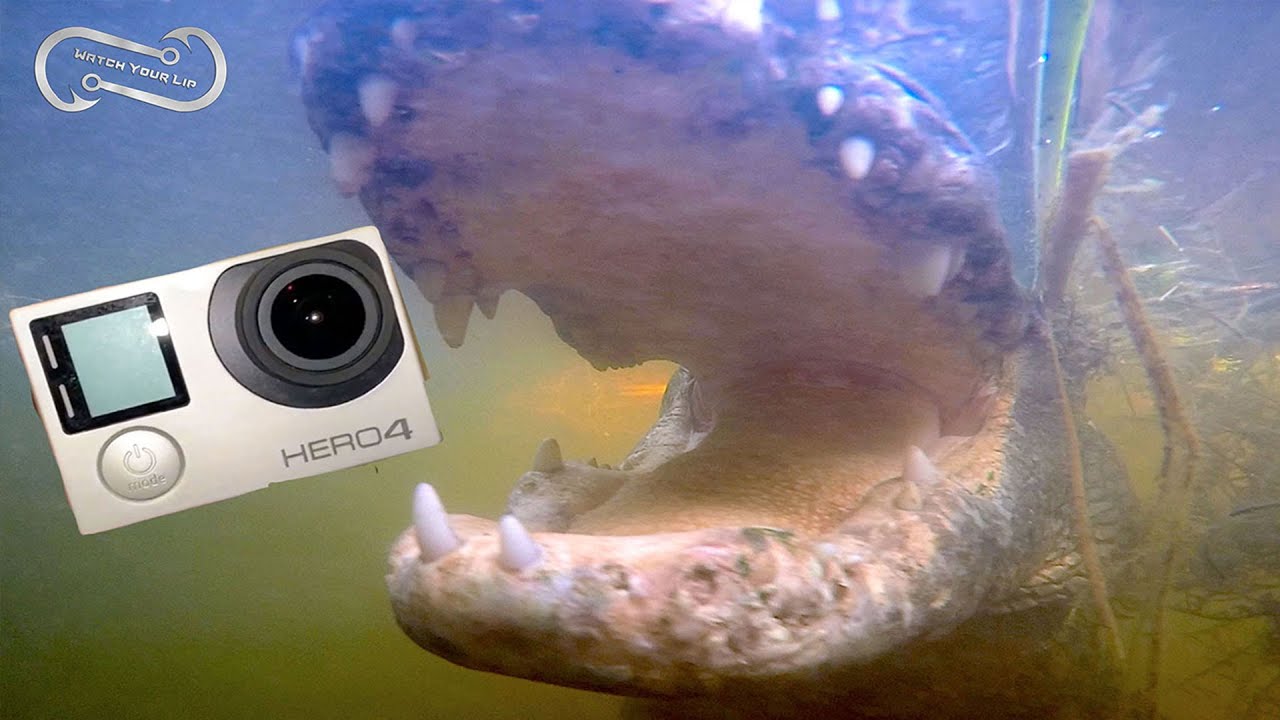 Alligator Eats GoPro