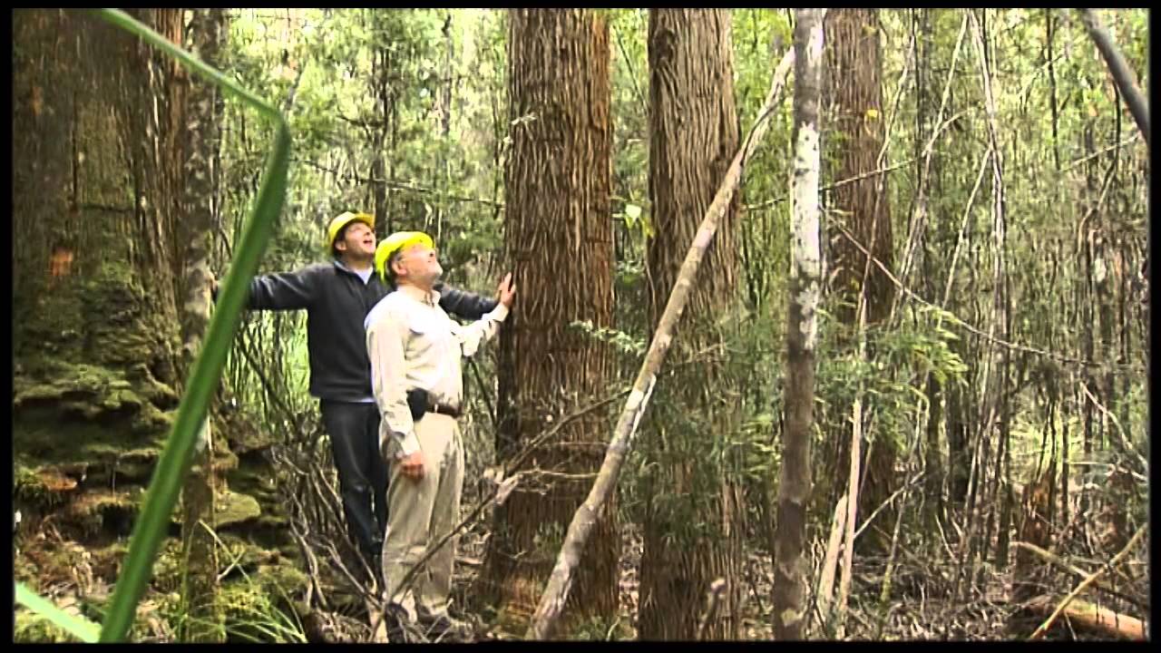 Going Bush 1 - Regrowth