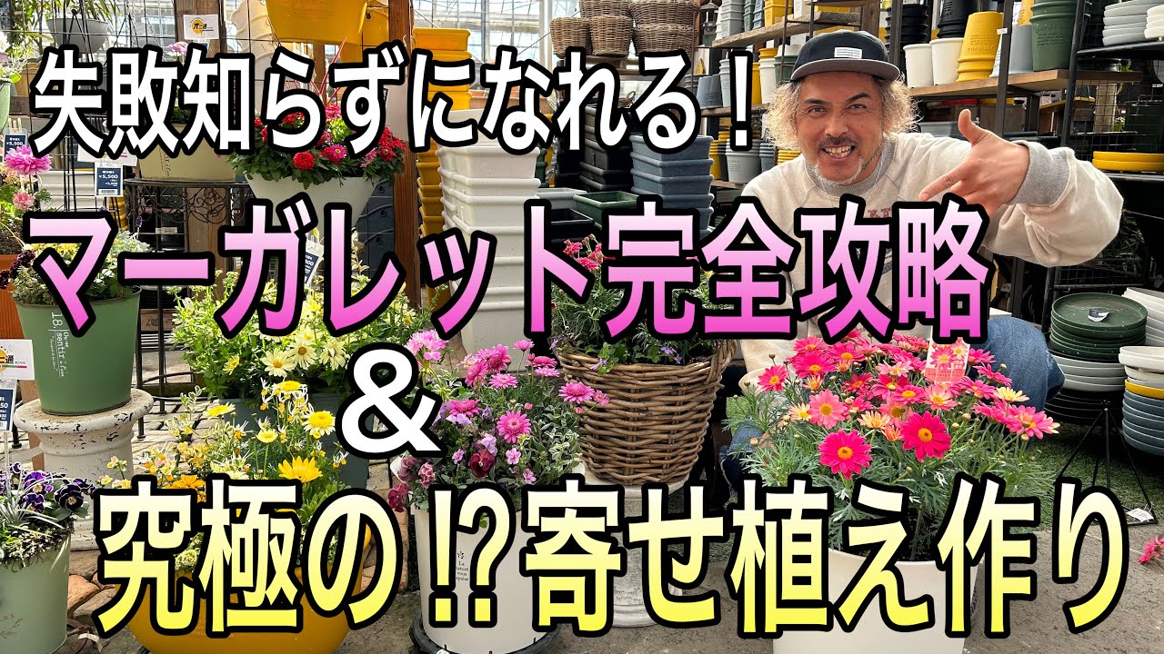 【寄せ植え】失敗知らずになれる！マーガレット完全攻略＆究極の寄せ植え作り