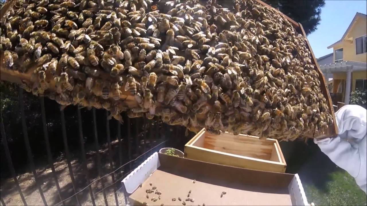 Flow Hive - Episode 1 -  Nuc Installation in my Flow Hive