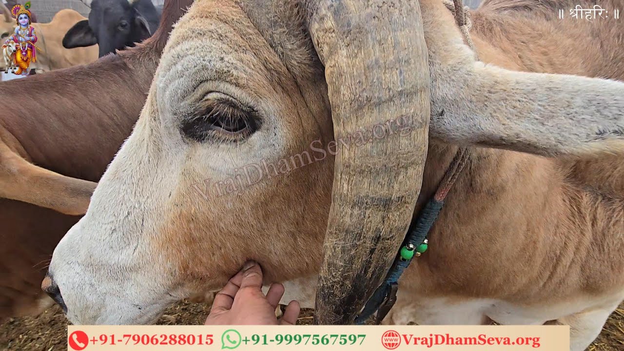 राधा रानी भाव में, गौ माता आधार। गौ सेवा में श्याम मिलें, यही ब्रज का सार॥ नित्य गाय सेवा गोविन्द