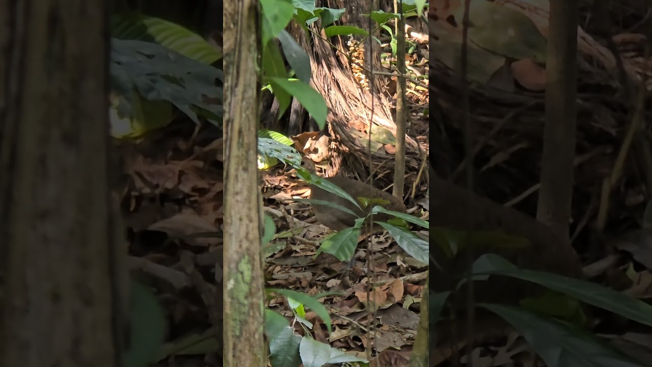 INHAMBU DE CABE&Ccedil;A-VERMELHA #tinamusmajor #aves #NaturezaSelvagem #fauna  #derond&ocirc;niaparaomundo