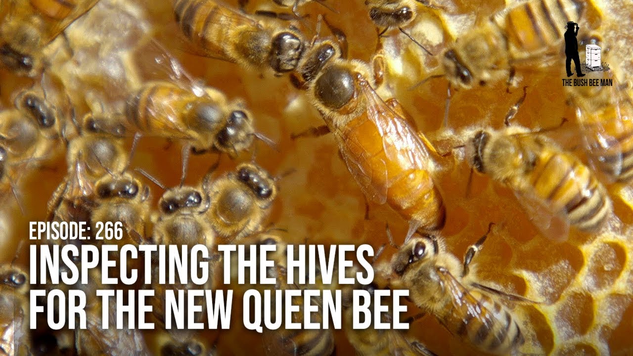 Honeybee Queen Laying Eggs: What Happens After Queen Rearing? | The Bush Bee Man