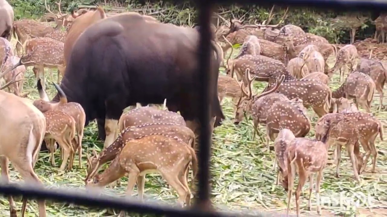 Bannerghatta Zoo Part 1
