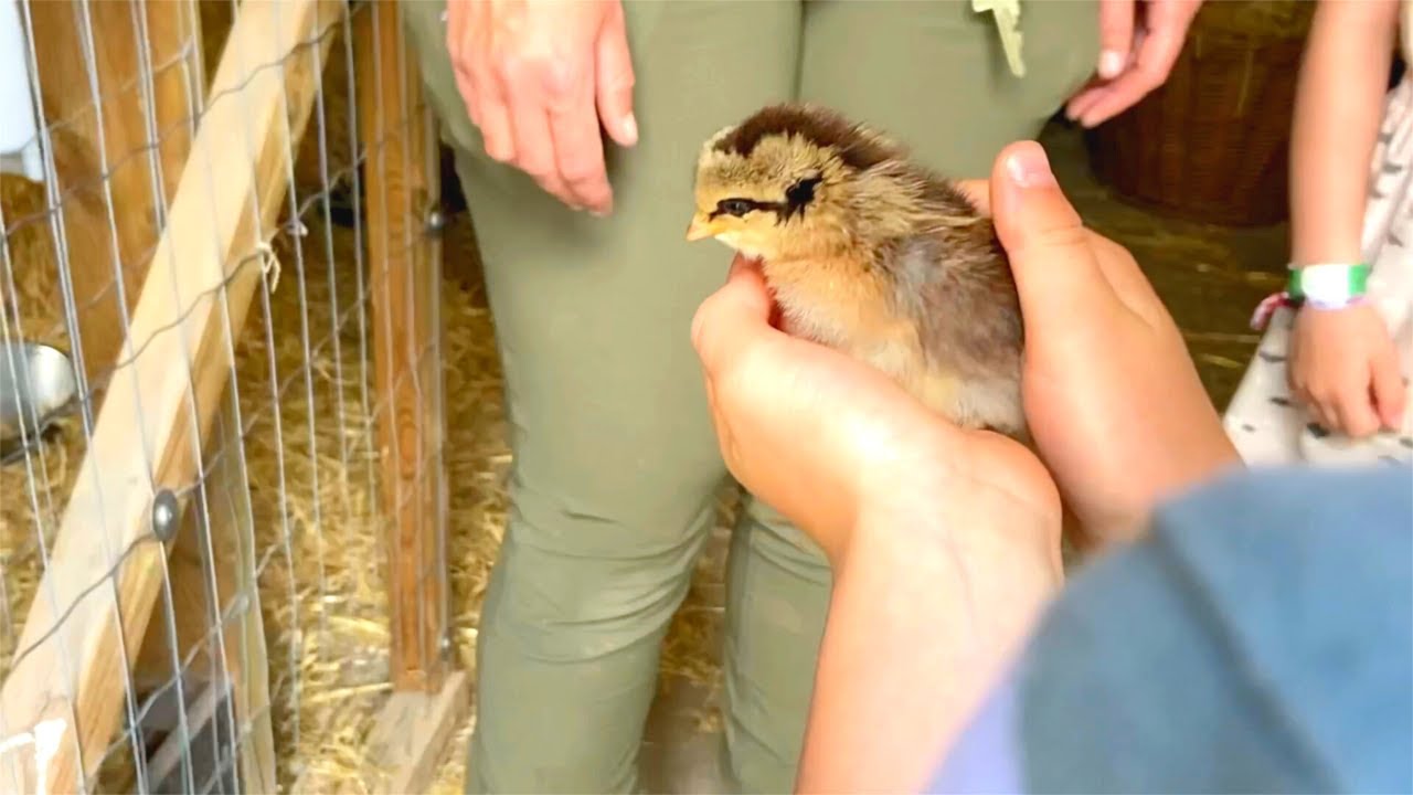 BONDEGÅRD BESØG 🐔🐴🐷 Får lov at holde søde kyllinger 🐥😍 🐮 | Augusta og Villum