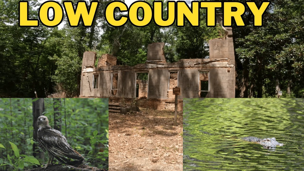 Exploring Francis Marion National Forest | Plantation Ruins, Alligator, and Birds