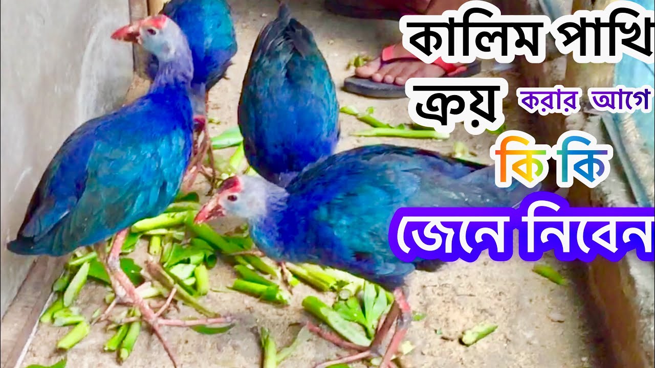 কালিম পাখি ক্রয় করার আগে এই বিষয় গুলো জেনে নেন ।Kalim pakhi ।কালিম পাখির খাবার