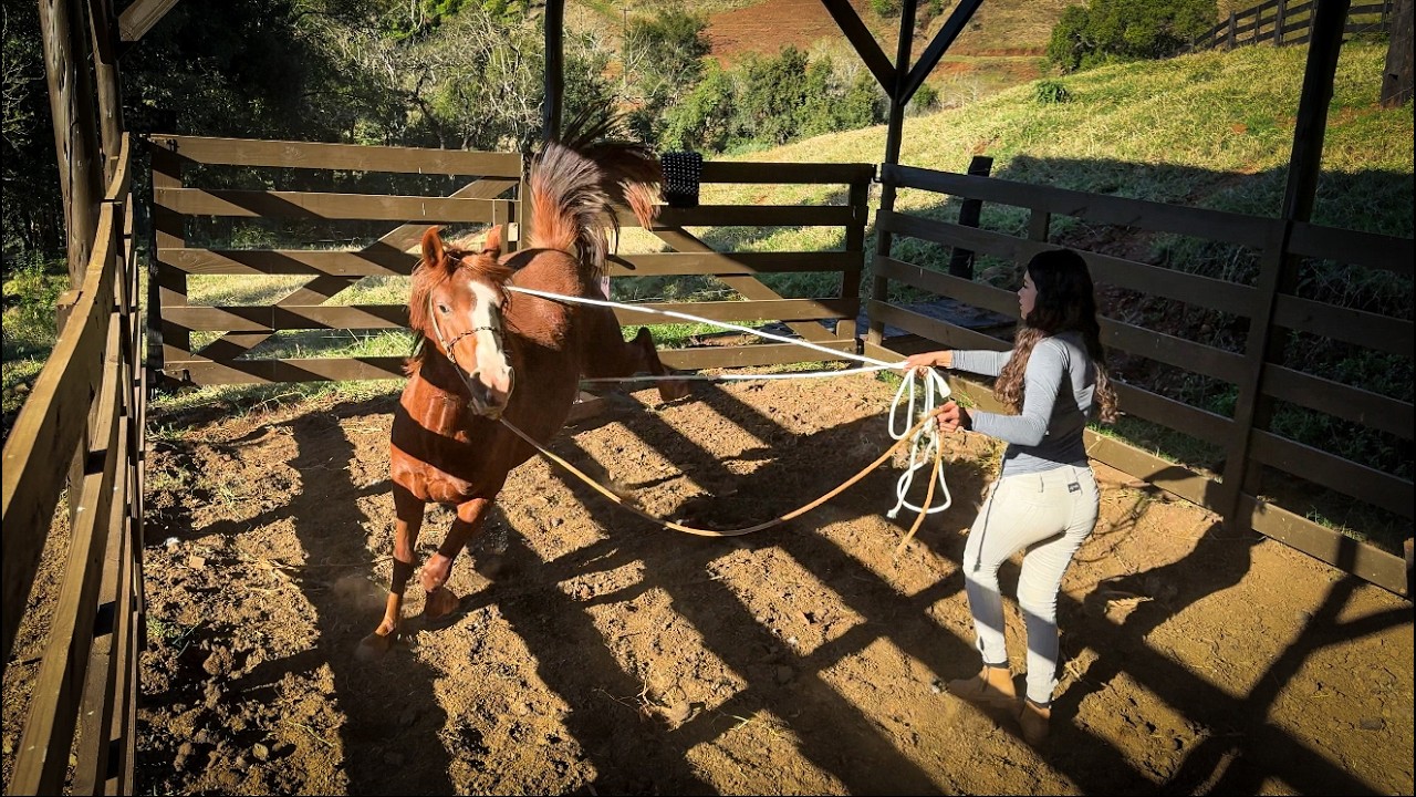 LEVEI UM SUSTO AQUI NA CHÁCARA - DOMA RACIONAL CAVALO XUCRO - ÉGUA CRIOULA #domaracional #cavalo