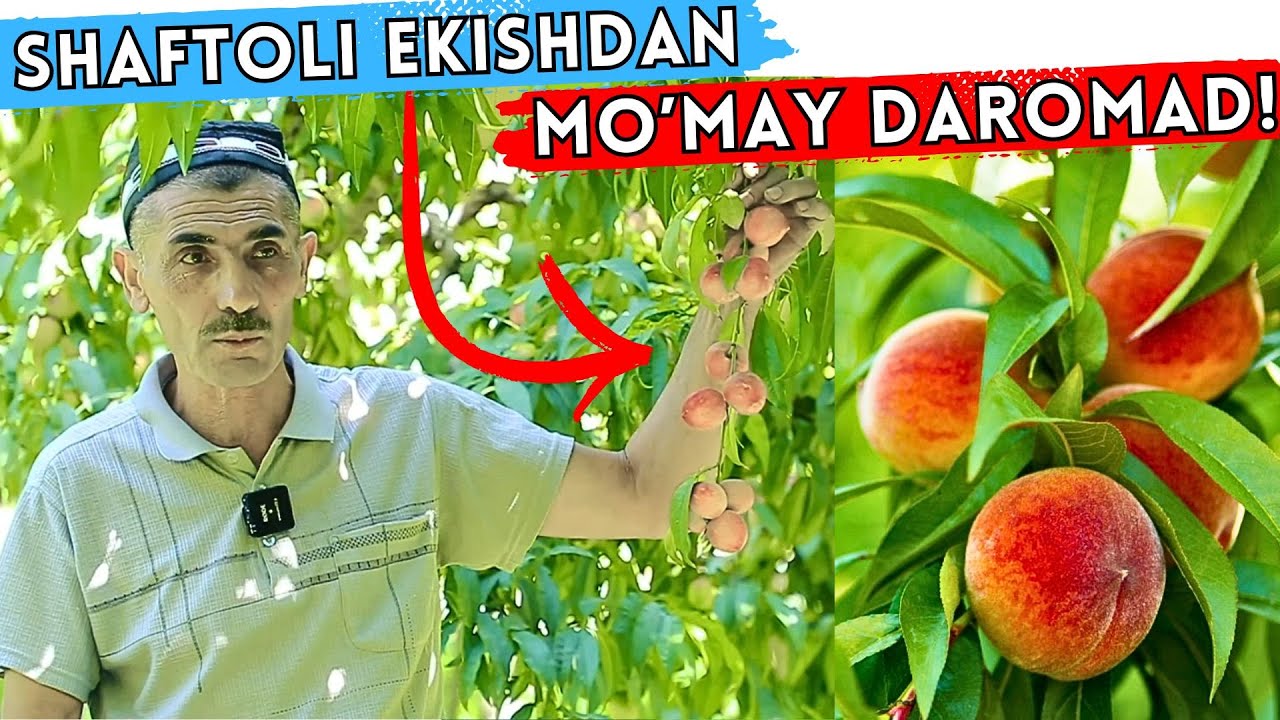 SHAFTOLI YETISHTIRISH SIRLARI, QANCHA DAROMAD QILISH MUMKIN?