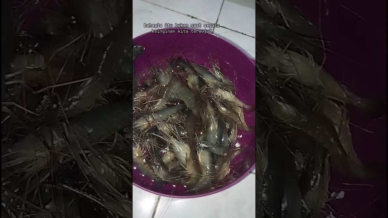 manceng manceng