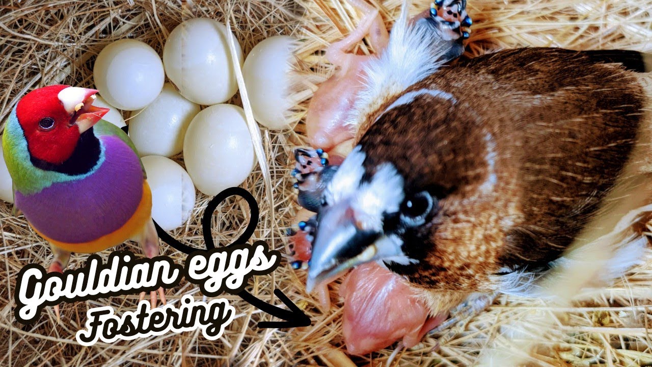 yar MashAllah 😍 Gouldian ke 1 pair ny 8 eggs ly kiye hy|| Lady Gouldian finch Eggs fostering method|