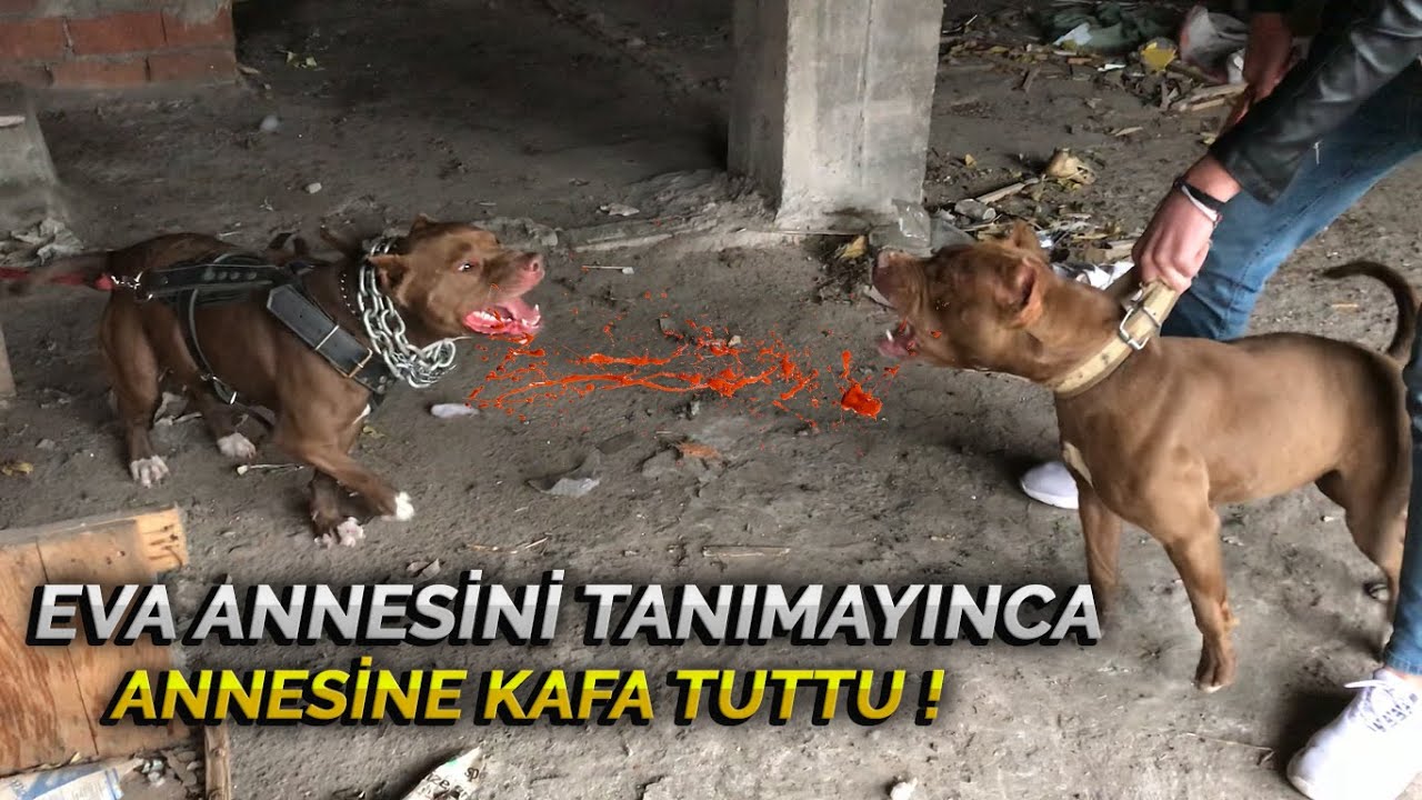 EVA ANNESİNİ TANIMAYINCA PSİKOPATA BAĞLADILAR !! 😱 - (Pitbull Eva vs Daisy)