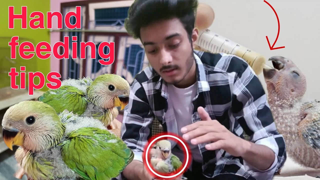 How To Hand feed Birds Chicks Properly / Paroota Chicks Hand Feeding Tips #handfeeding #birds