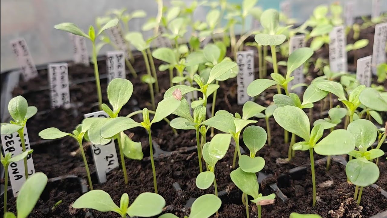 🌱To wykiełkowało i czeka na pikowanie. Jest i pepino, jest też truskawka 16.III.2026r