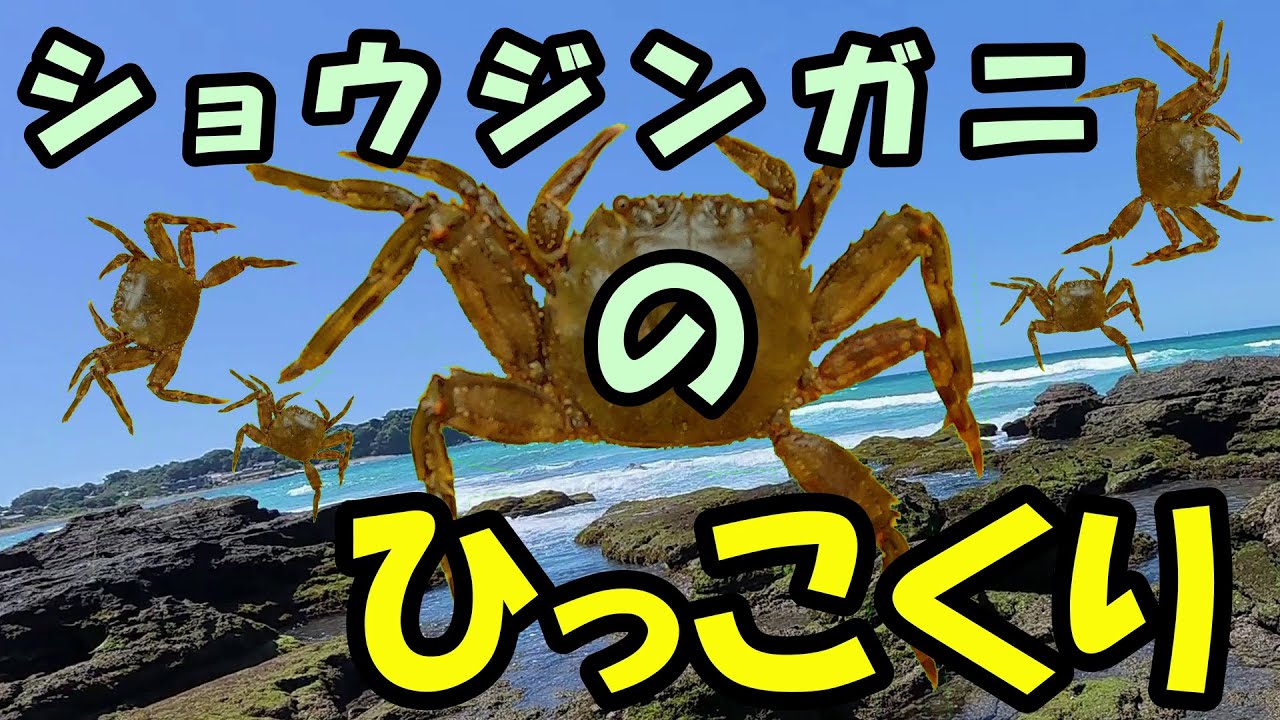 ショウジンガ二のひっこくり（潮干狩り探検隊その10）