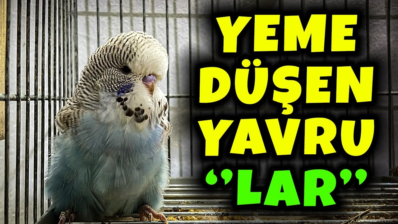 SHOW JUMBO YAVRULAR YUVALARI TERK ETMEYE BAŞLADI ! 