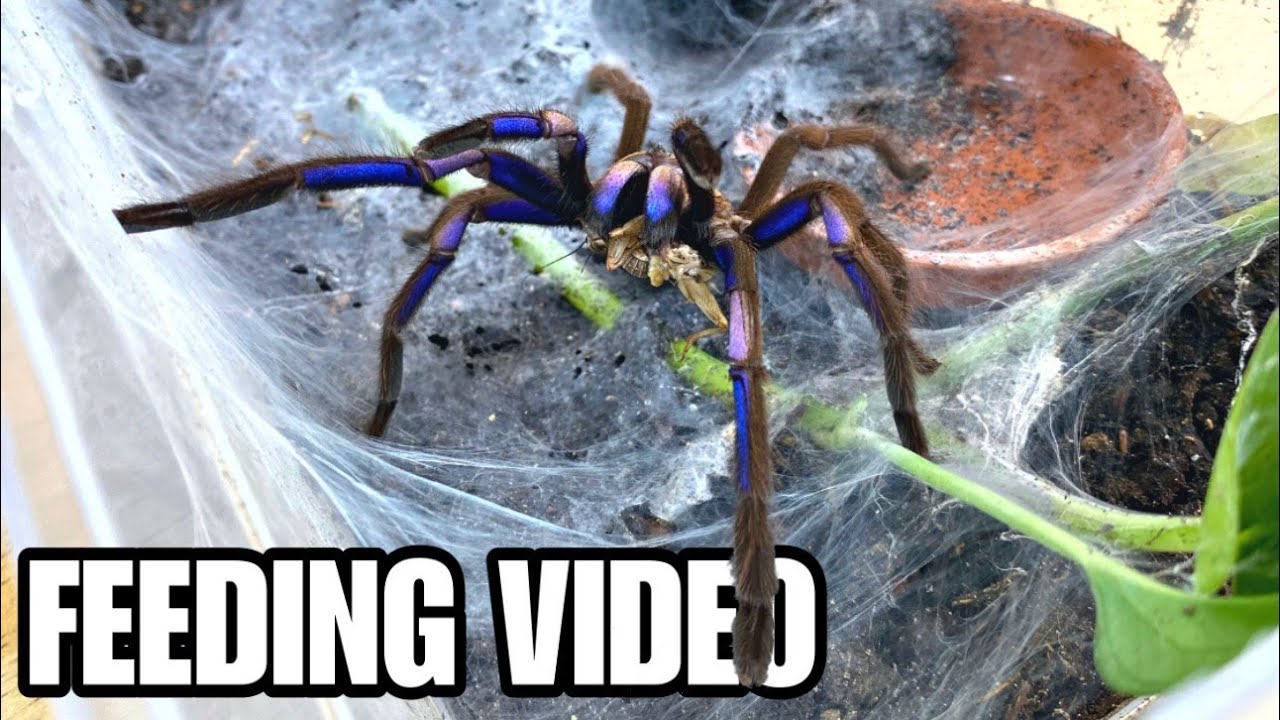 EPIC GIANT TARANTULA + SCORPION FEEDING VIDEO! MEET 24 PET ARACHNIDS!
