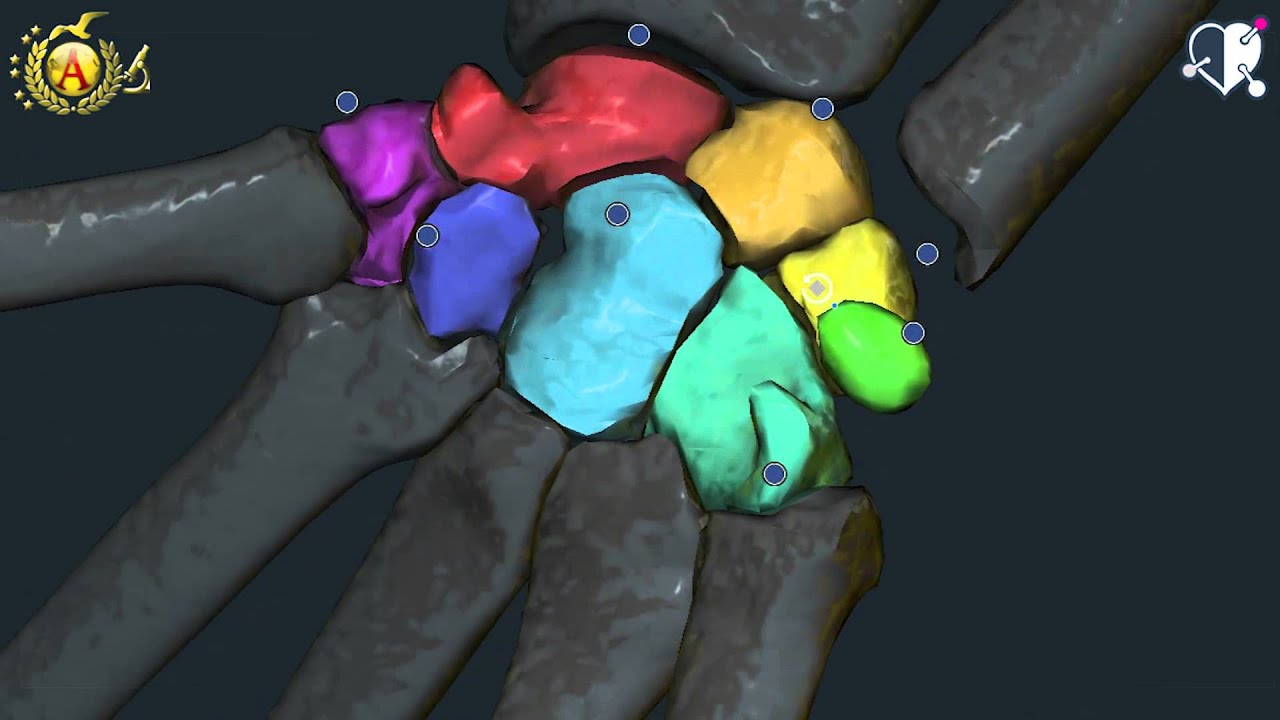 Apparato locomotore 28: Ossa della Mano