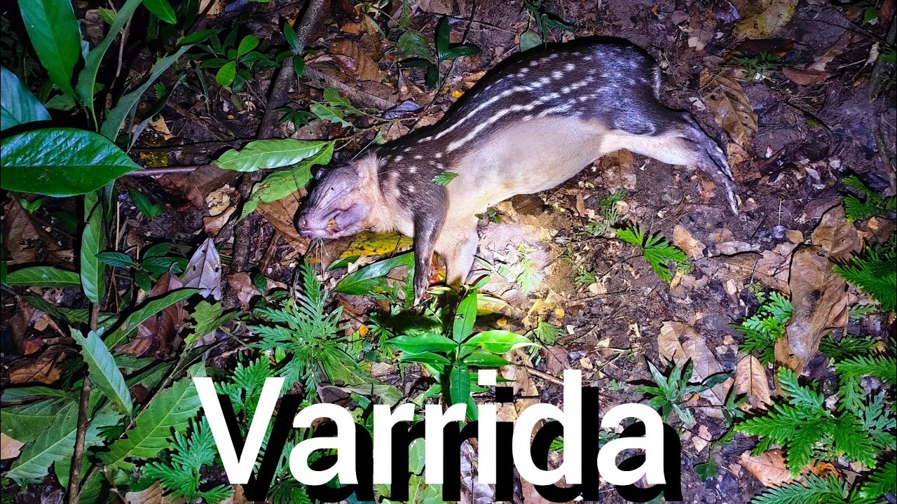 Caçada de varrida com abate de paca, eram duas em um lugar só, vejam! 