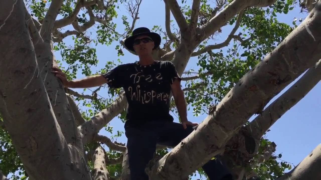 Ficus Nitida Tree Care w/ Gary Walker, The Tree Whisperer