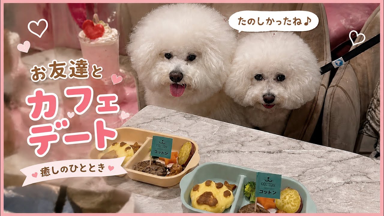 ビションフリーゼのお友達とドッグカフェで遊んできた🐾