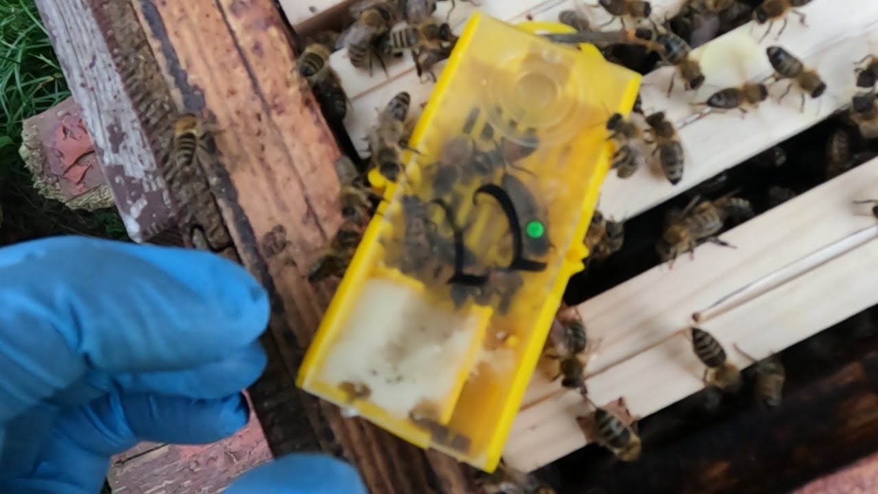 Nowa matka reprodukcyjna w Pasiece- Buckfast Anatolica. Nadrabiam prace w ogródku.