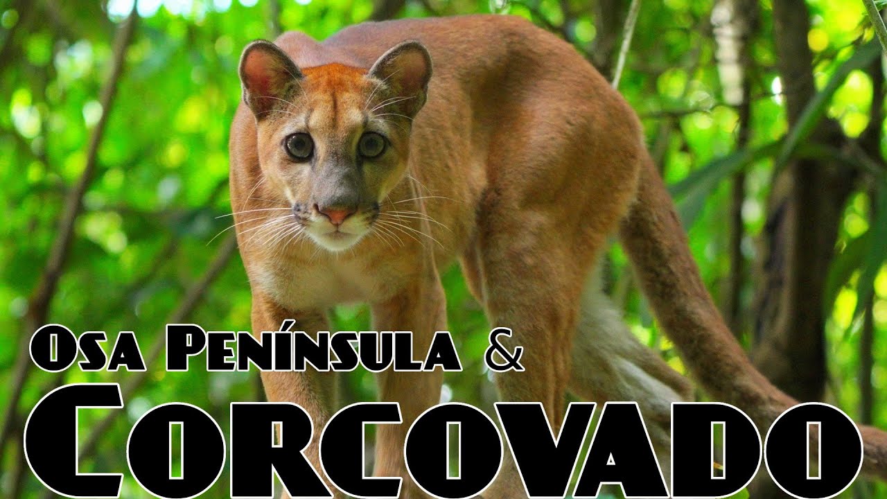 The Osa Peninsula & Corcovado National Park; Costa Rica