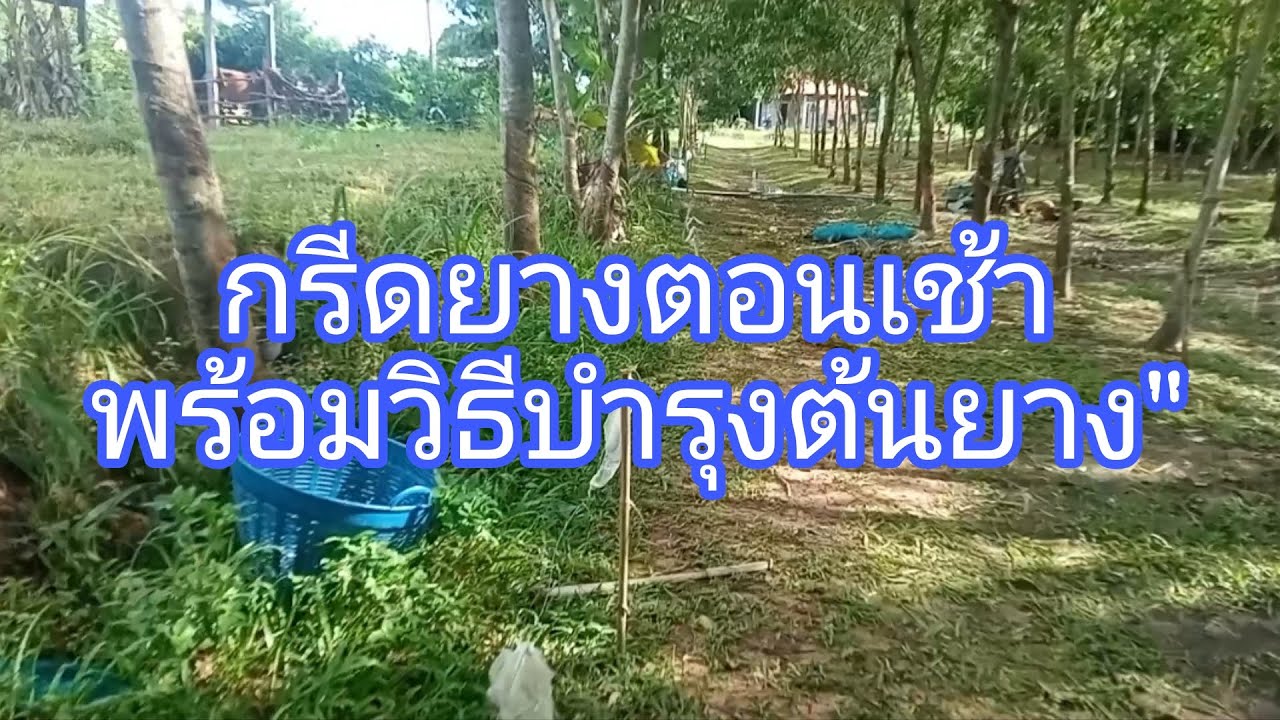 กรีดยางตอนเช้าพร้อมวิธีบำรุงต้นยาง