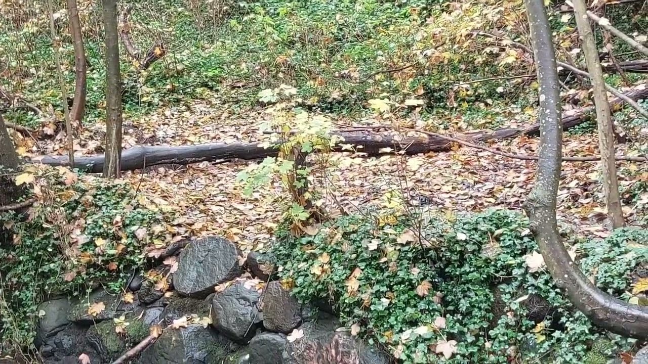 Renfrew Ravine Rim Trail #3 – Autumn Walk Through Yellow Leaves & Creek | Burnaby–Vancouver, Canada