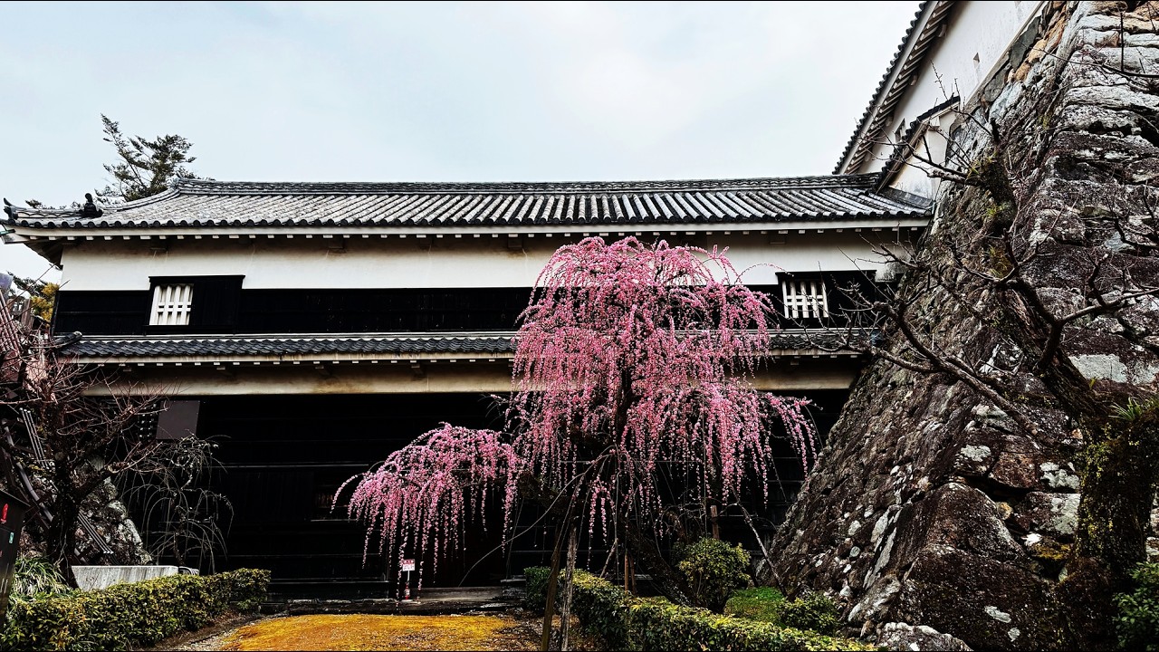 高知城・しだれ梅