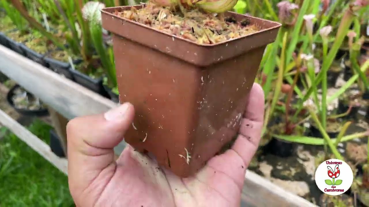 Qual é o vaso correto para plantas carnívoras?