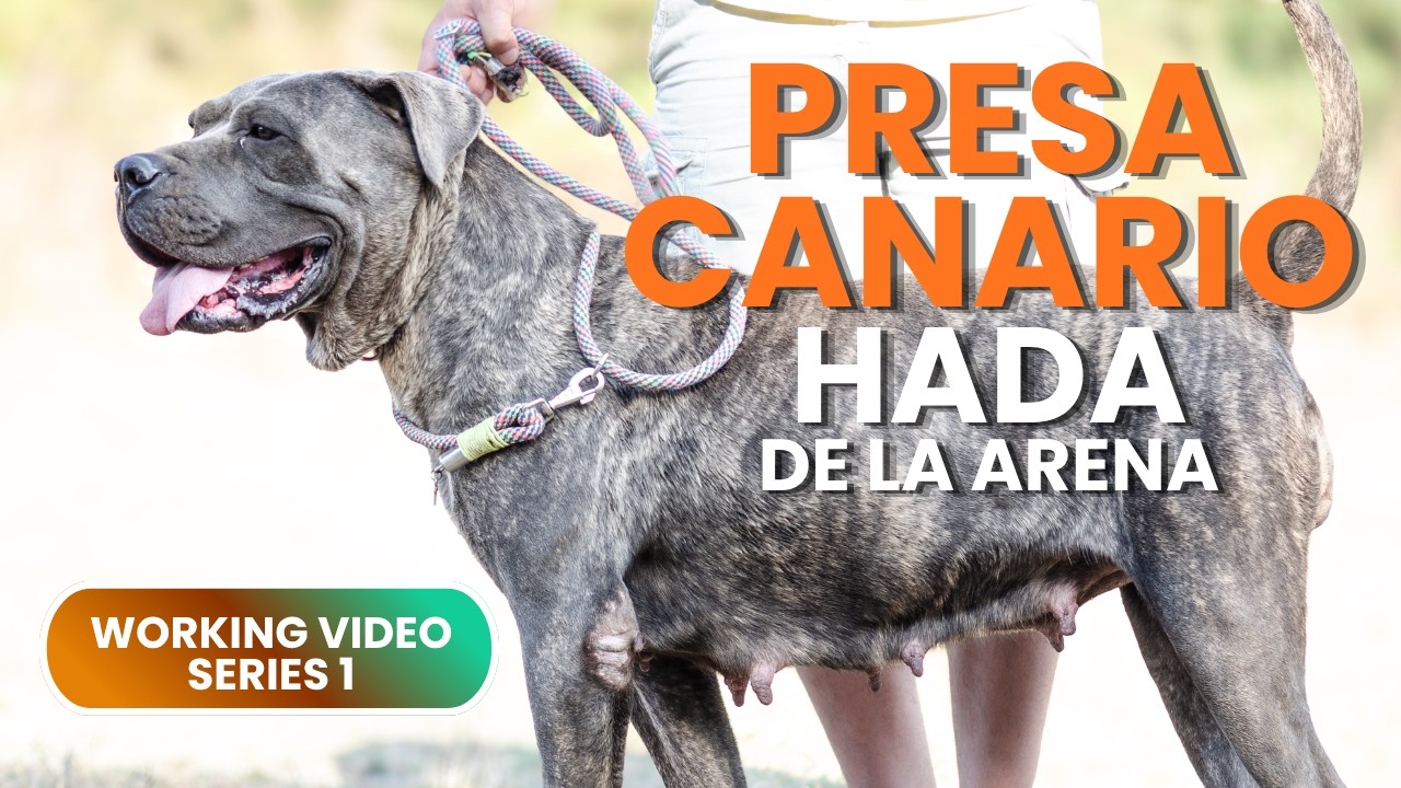 PRESA CANARIO HADA DE LA ARENA-WORKING VIDEO SERIES 1-#presacanario#dogocanario#workingdog#dog#köpek