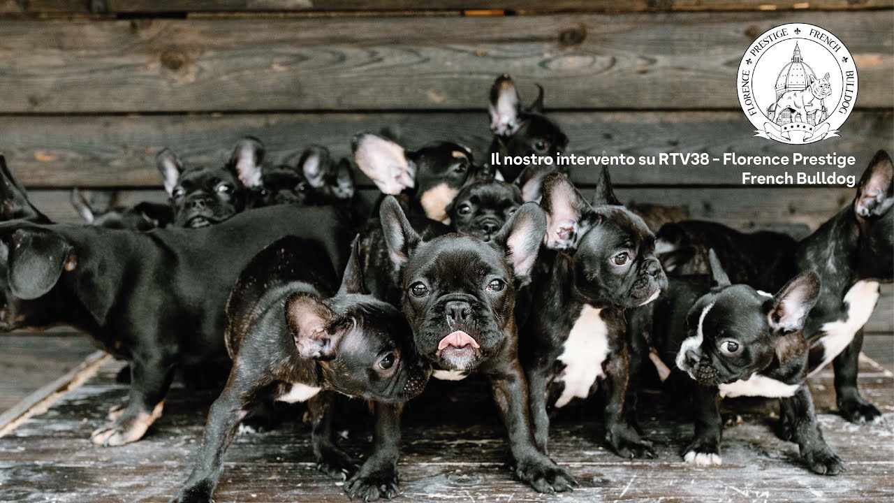 Il nostro intervento a RTV38 - Florence Prestige French Bulldog