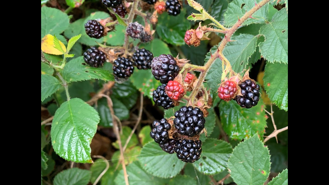 Brombeeren - vom Sammeln am Waldrand bis zur Marmelade