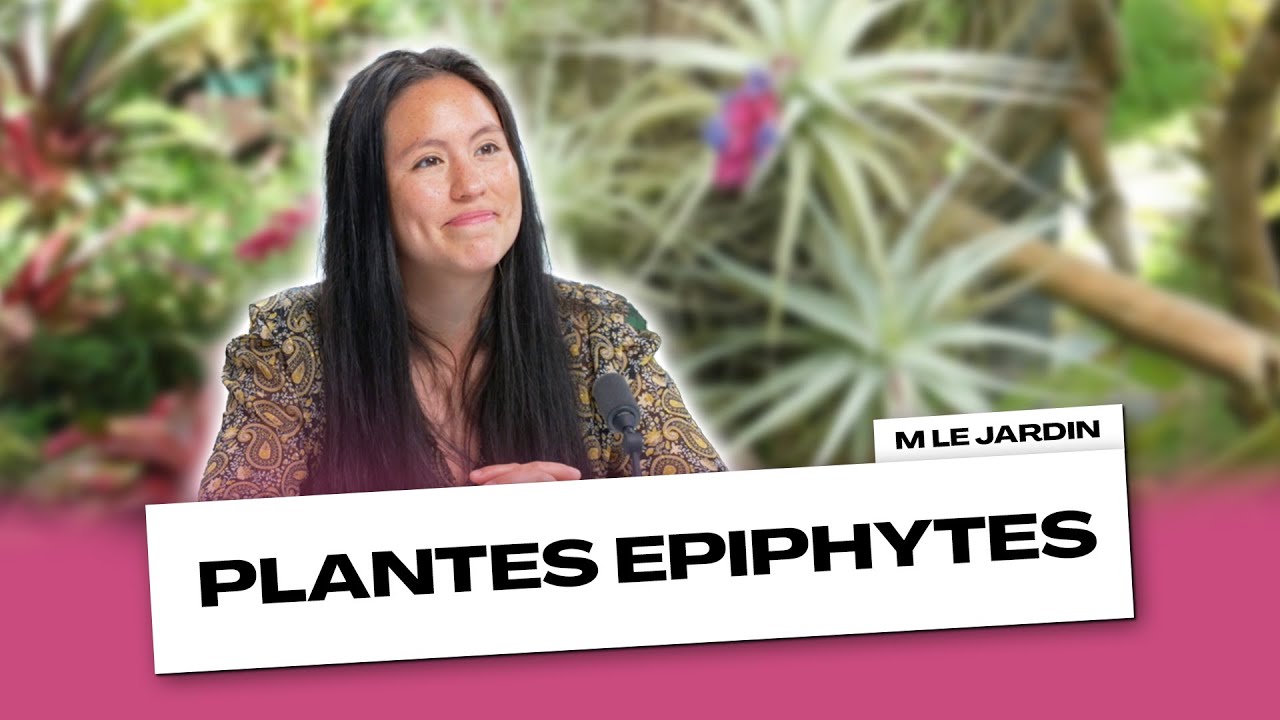LE MYSTÈRE DES PLANTES ÉPIPHYTES