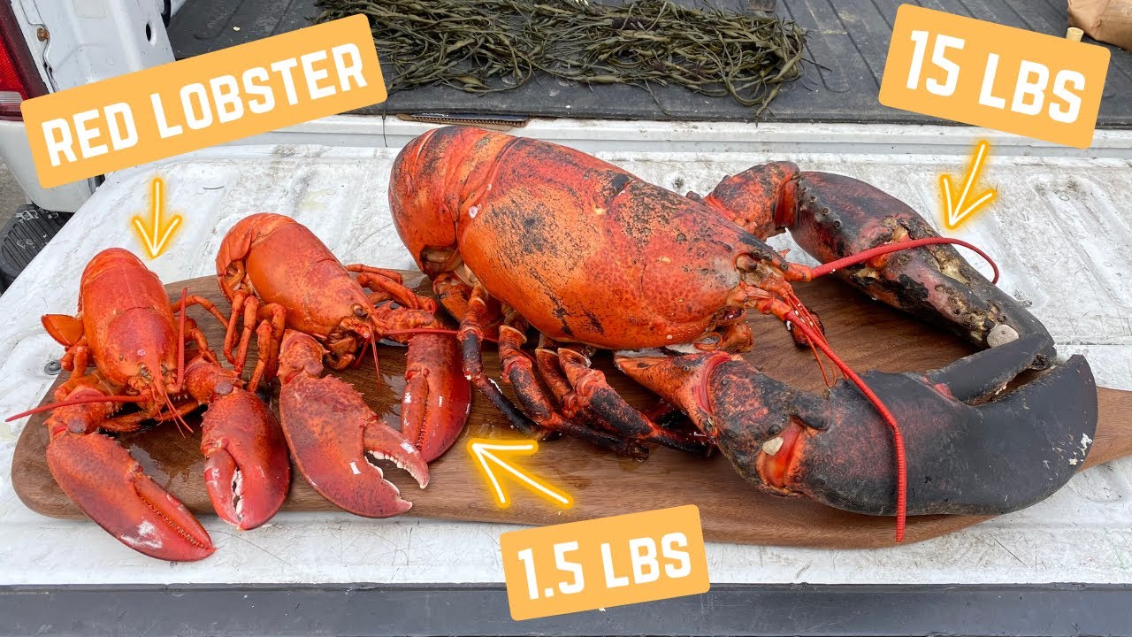 Do 15lb lobsters taste bad? ft. 